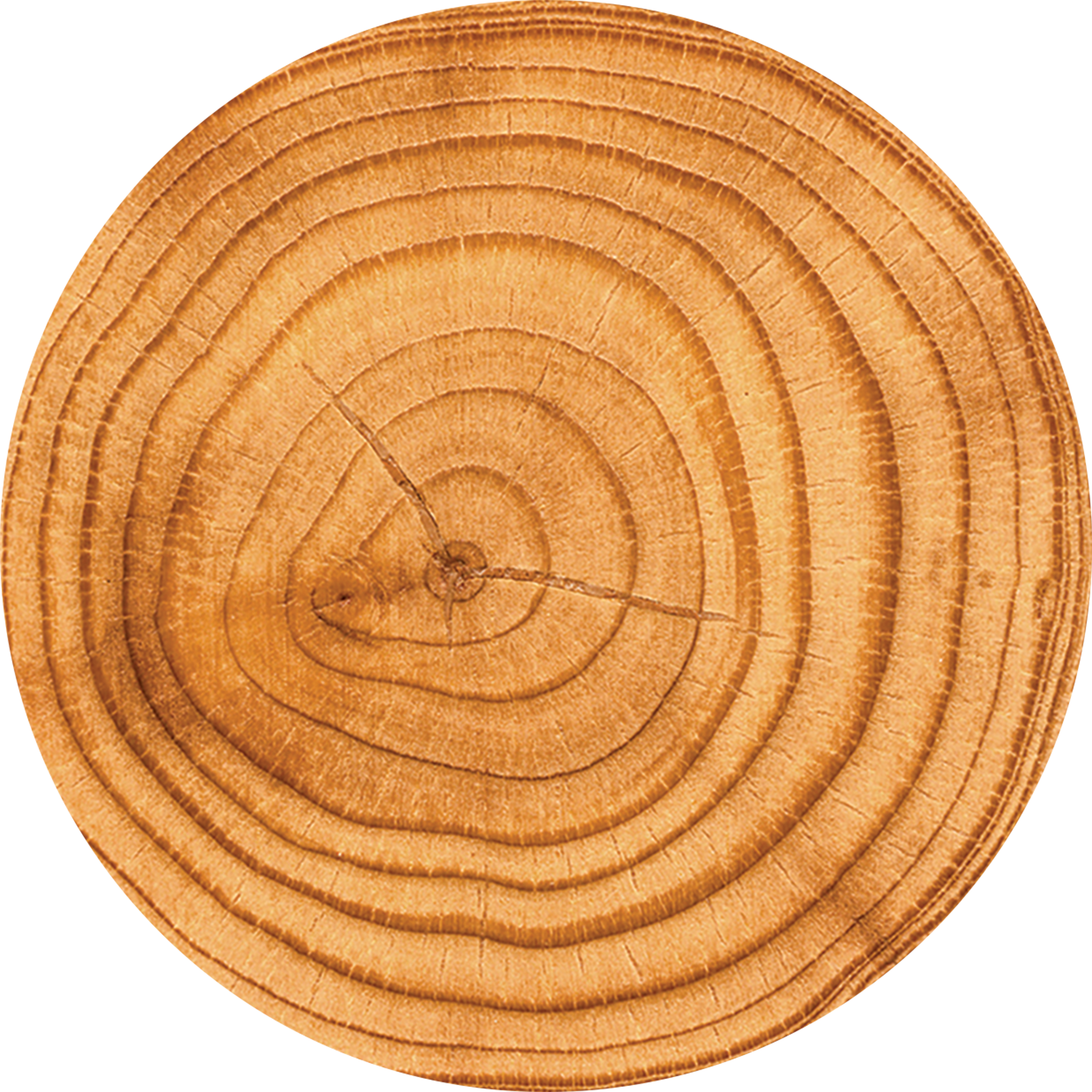 T-1309 Wood