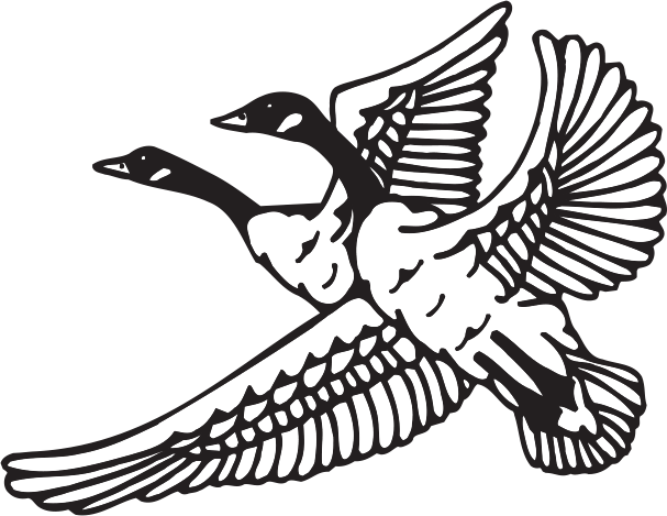 S51